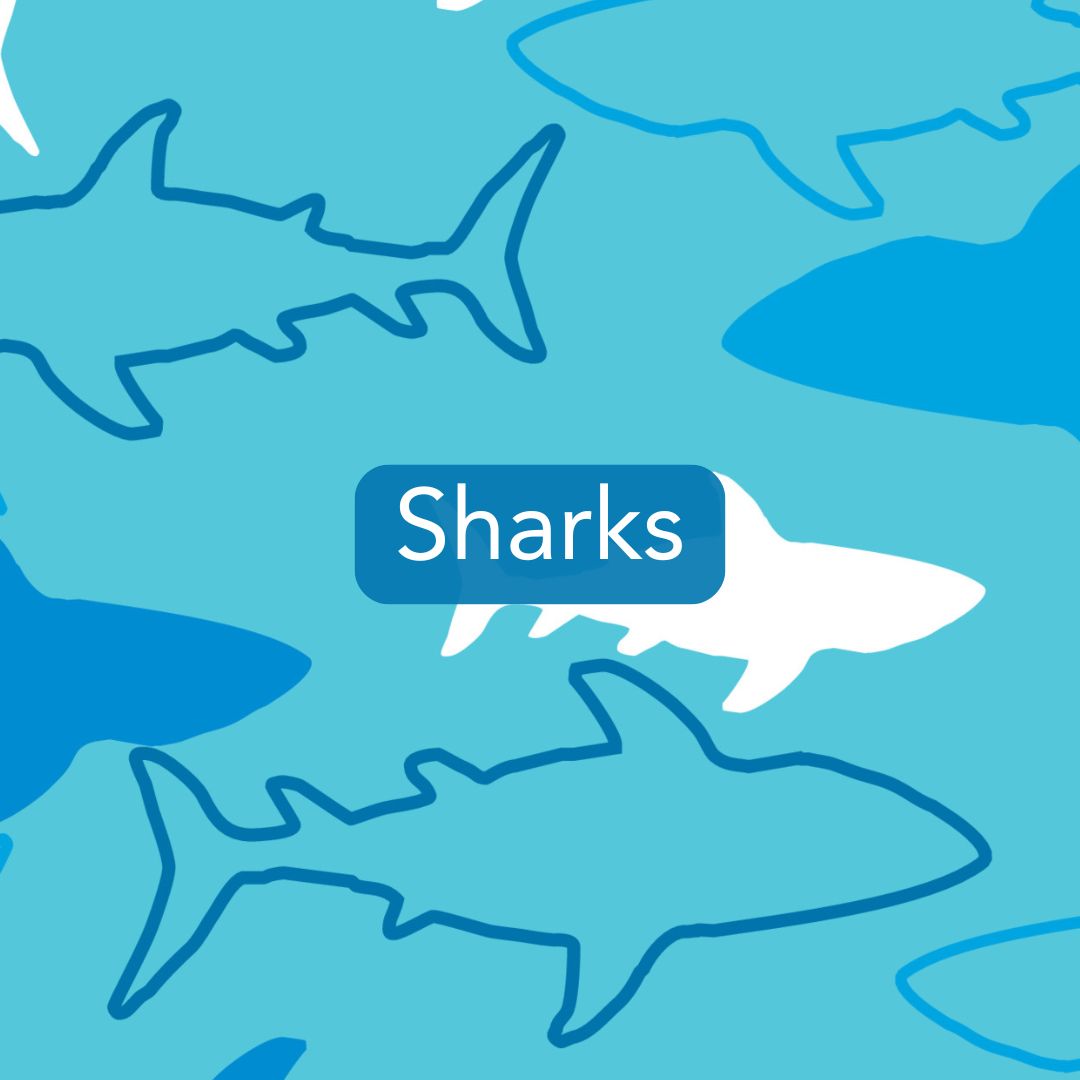 Sharks Print Collection